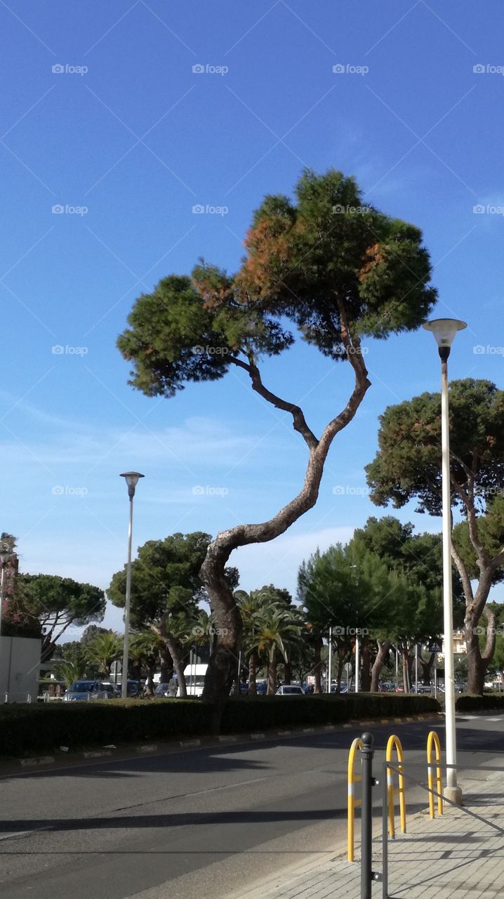 strange tree in cagliari
