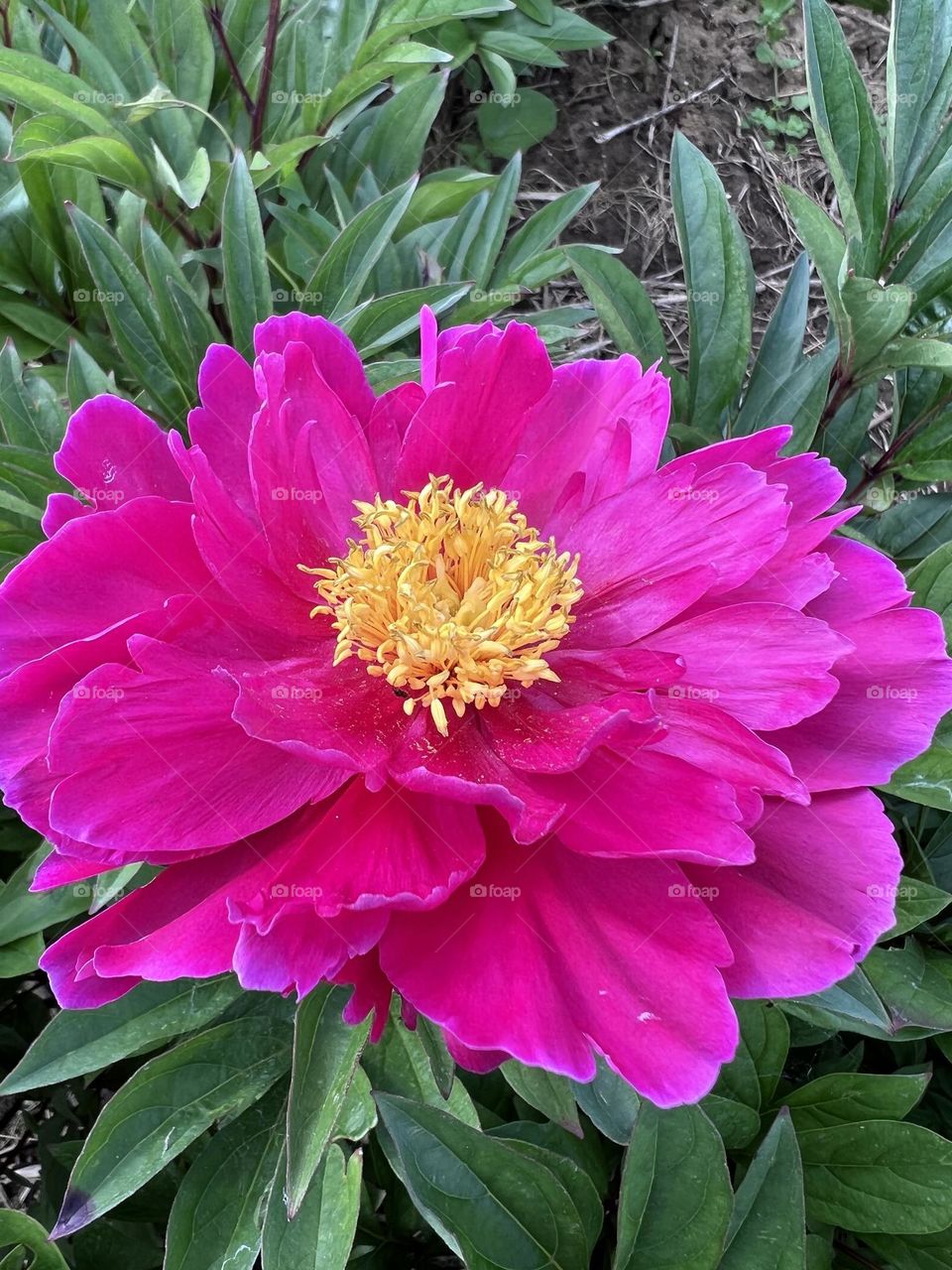 Peony