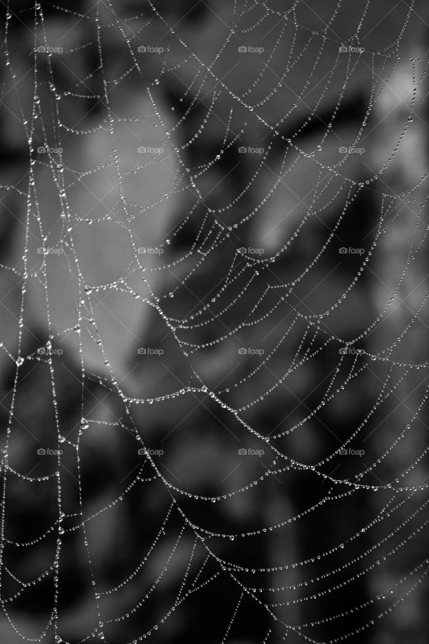 Spider web: Photography Black and White