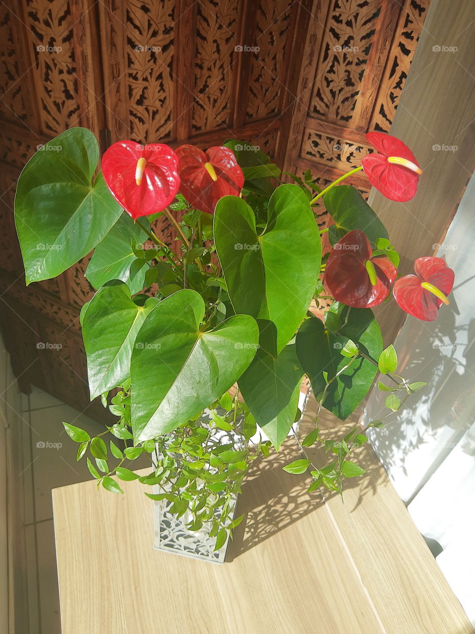 red anthurium