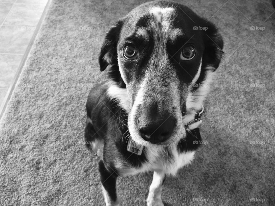 Loyal and loving pet. Adoring eyes