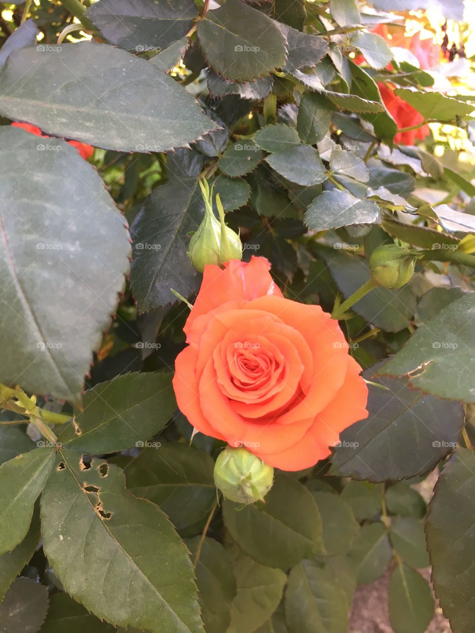 Lindo rosal con una flor color rosa