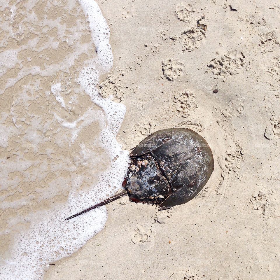 horseshoe crab