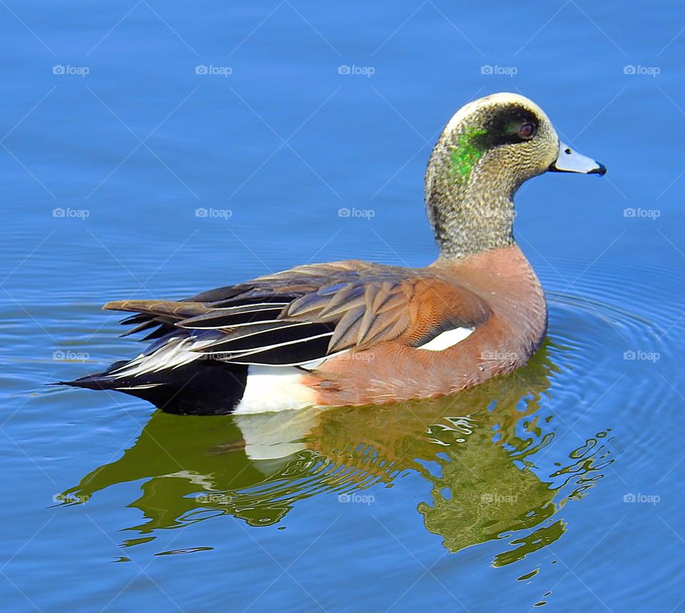 duck