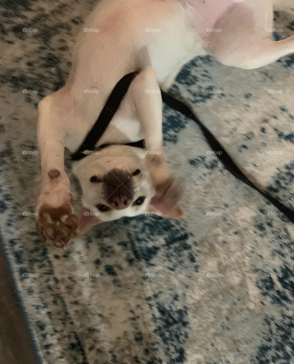 Doggo 