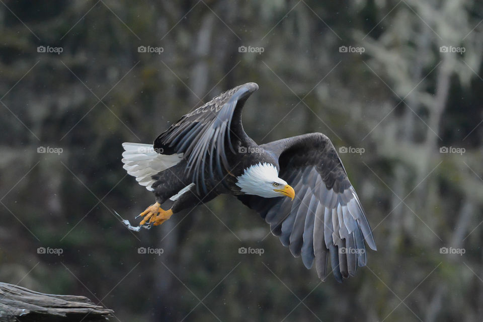 Bald Eagle in flight