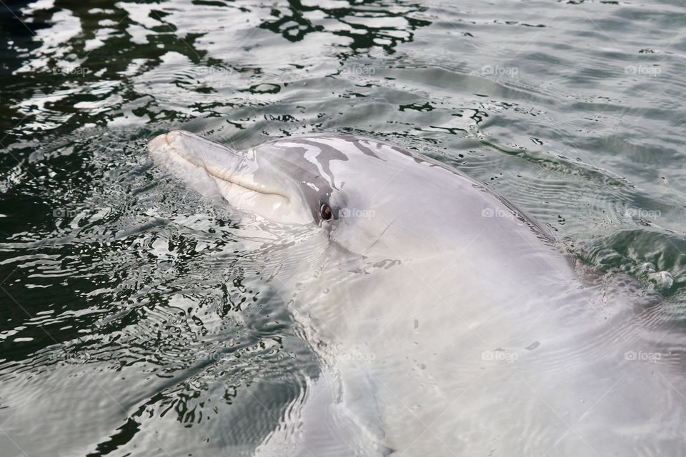 Dolphin in water closeup 