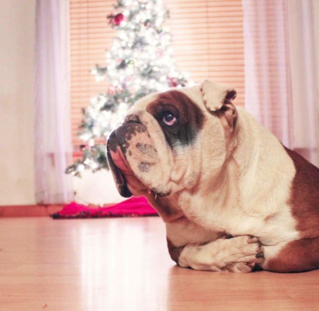 Bulldog sitting on floor