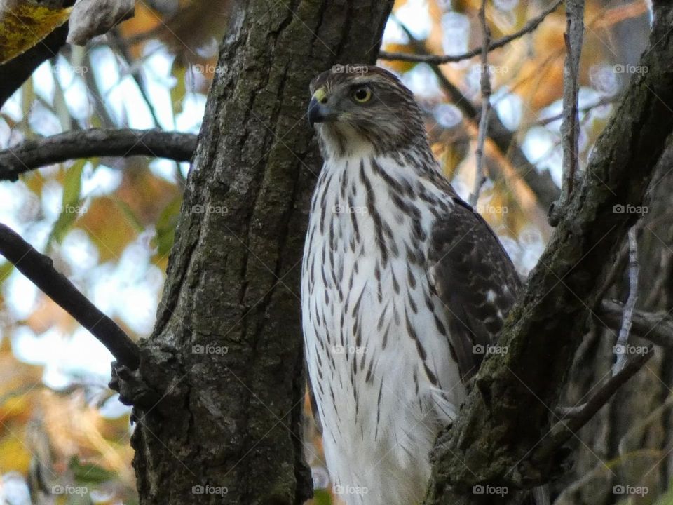 Cooper's hawk