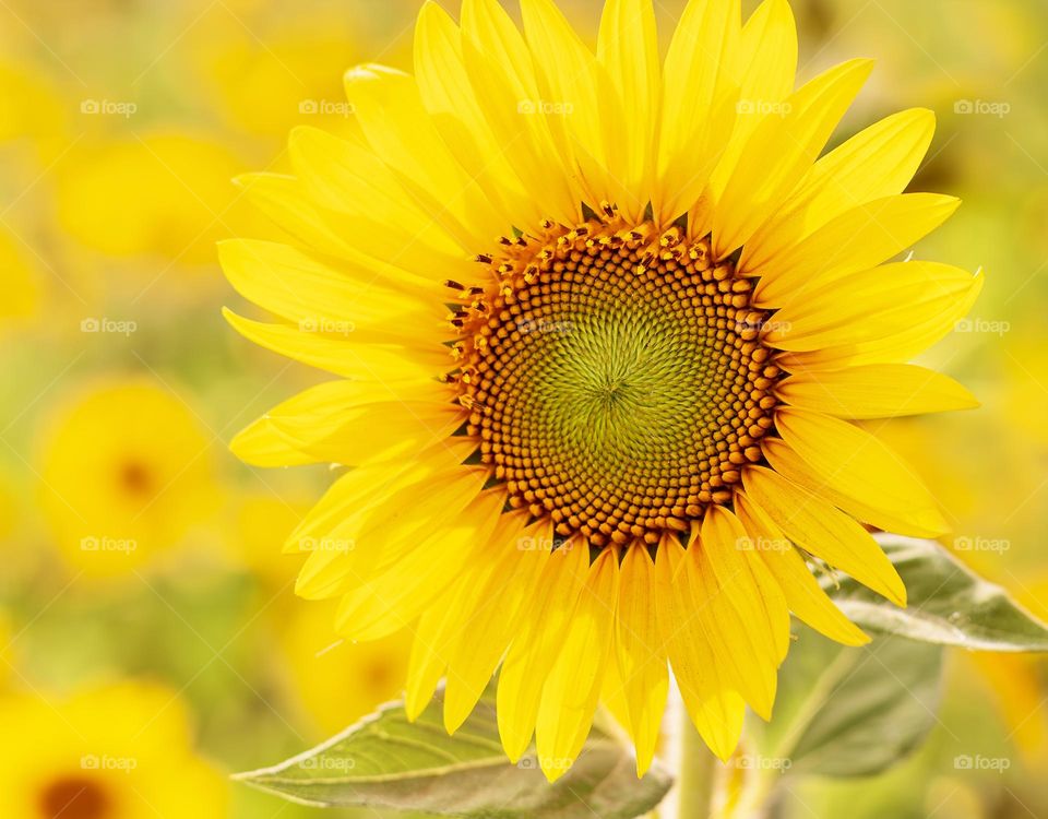 Bright yellow sunflower