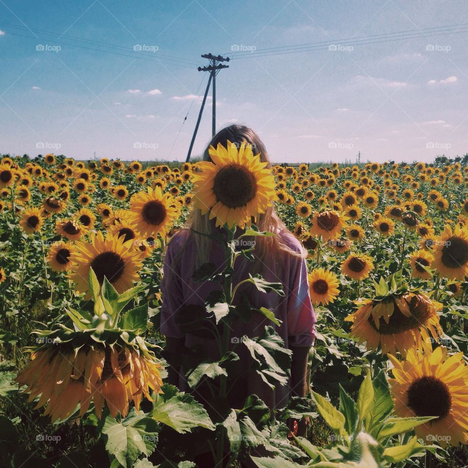 Agriculture, Summer, Sunflower, Field, Flower