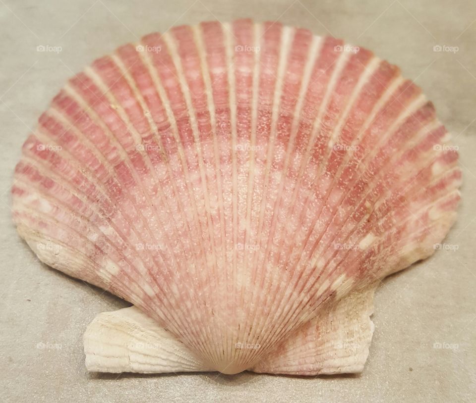 shell