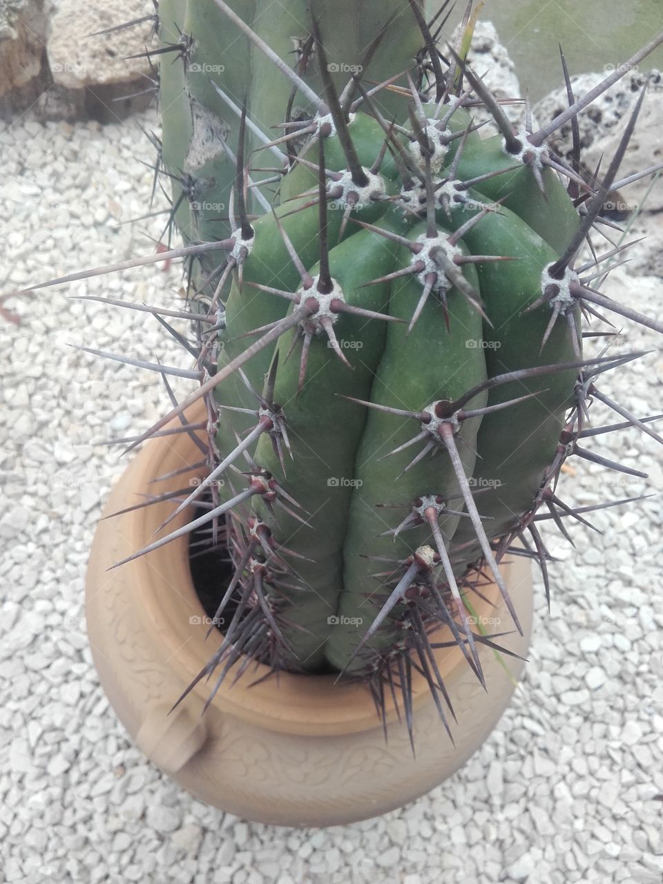 Cactus