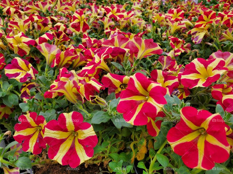 Red and Yellow Flowers in Spring