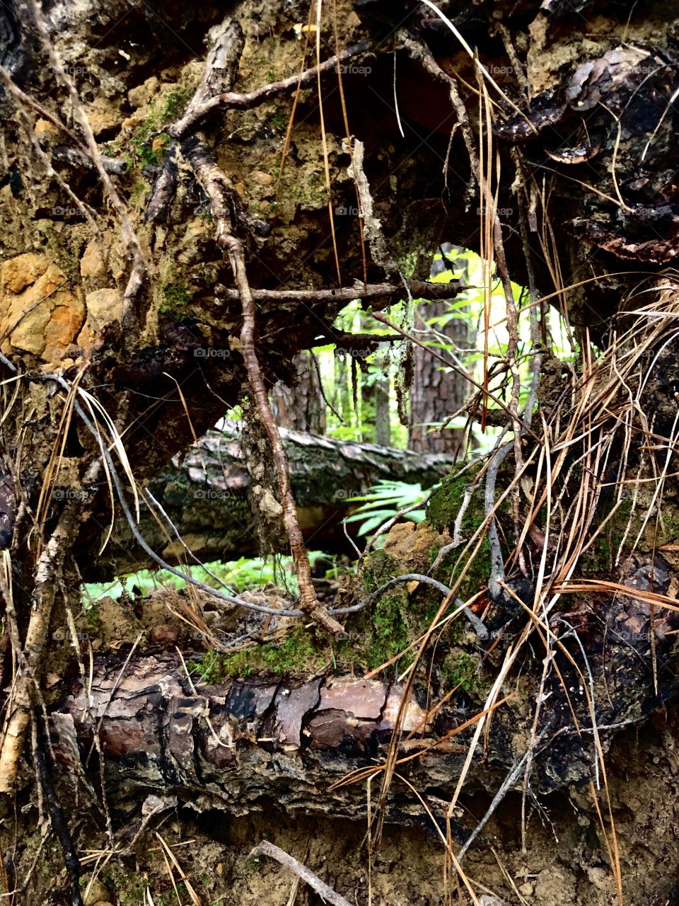 Uprooted pine tree roots leave opening for view of forest 