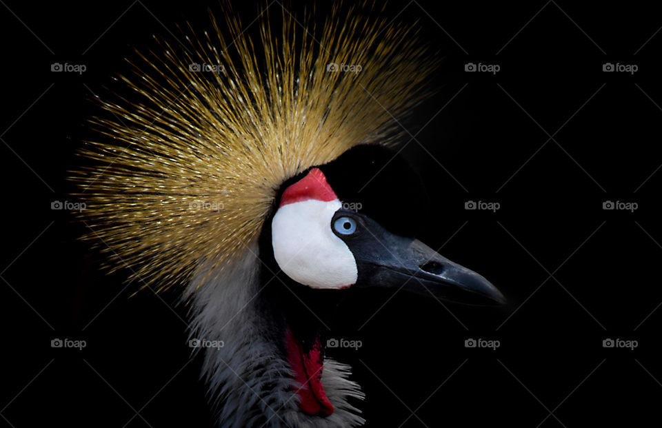Portrait of an exotic bird