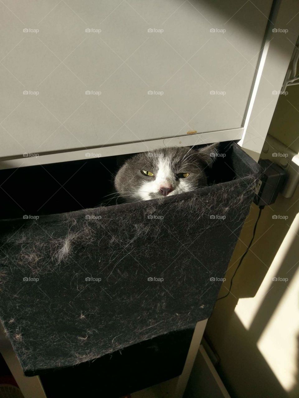 A cat sneaking a peak out of her hidey hole.