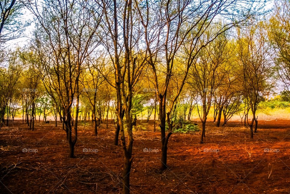 Scenic view of trees