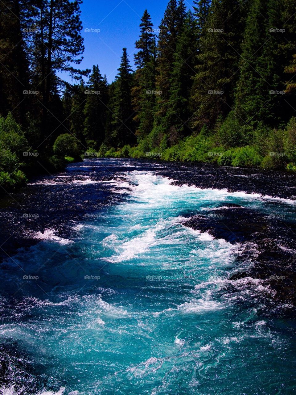 Rapids at the deep blue and turquoise waters of the Metolius River at Wizard Falls in Central Oregon on a sunny summer day. 
