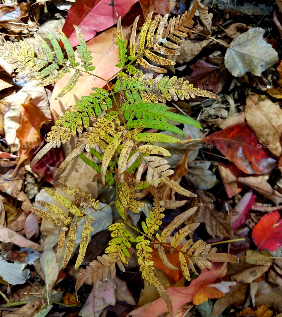 fern leaves turning yellow.