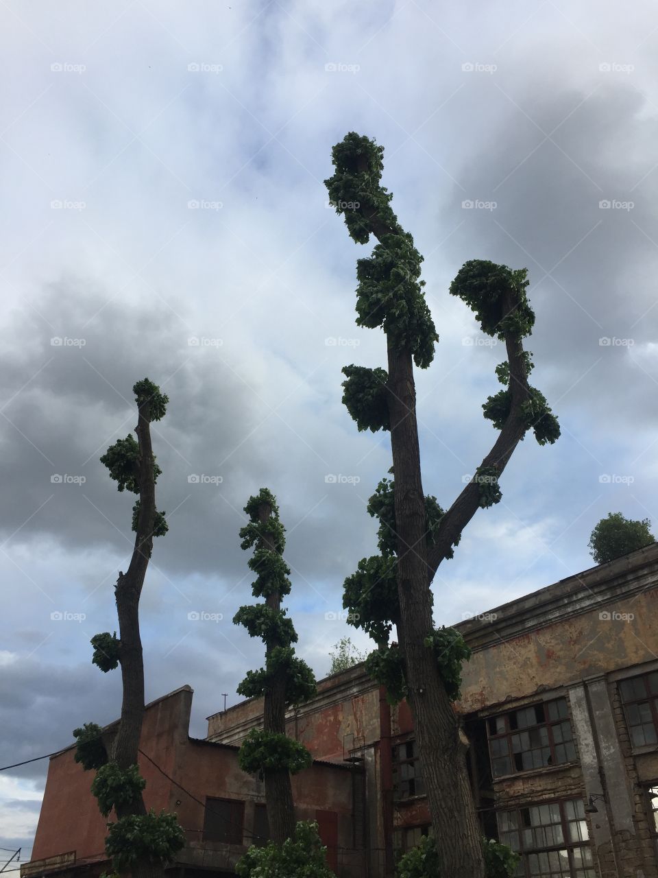 In spite of we are not on Madagascar, there are baobabs growing well... 🏝
