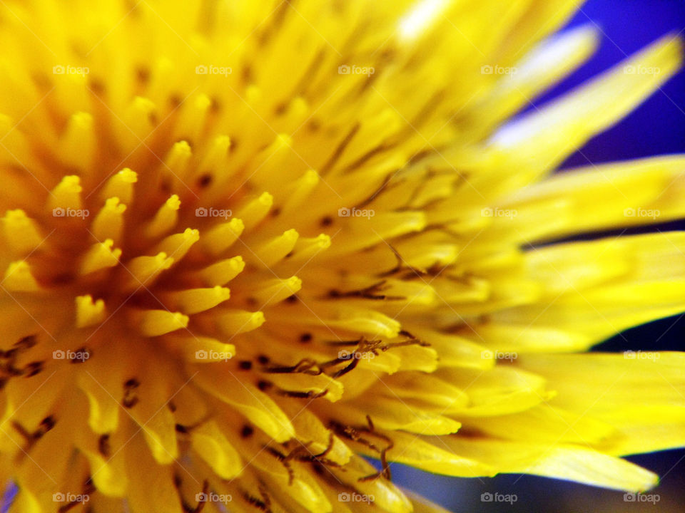 macro of a yellow flower