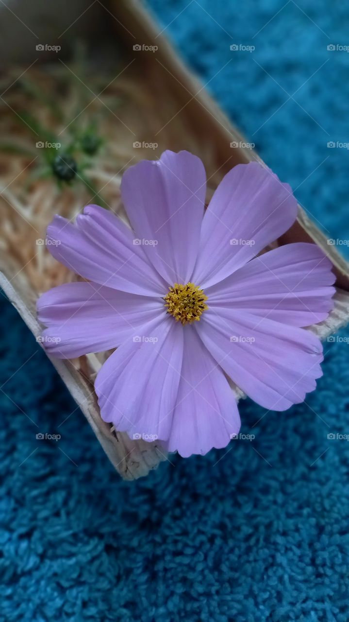 pink flower