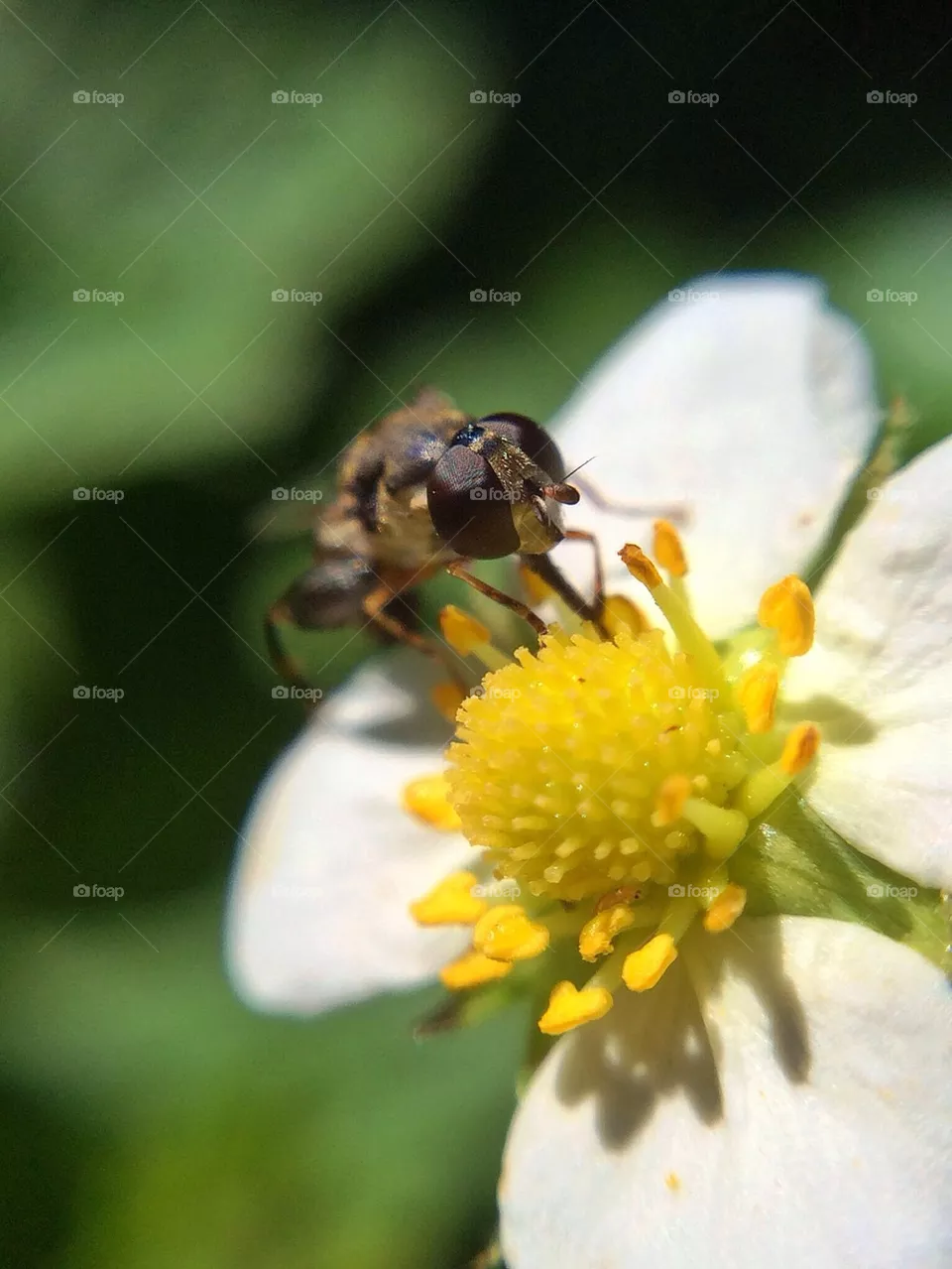 nature