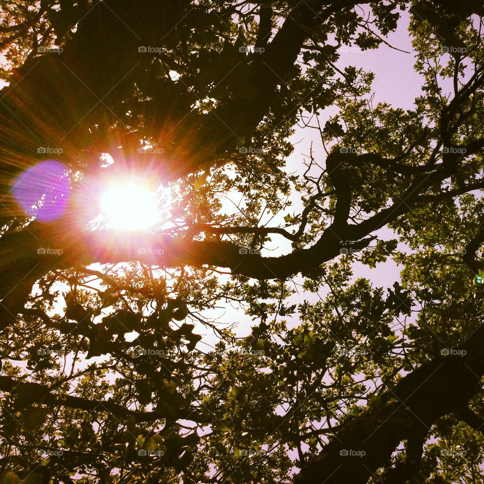 sunlit tree 