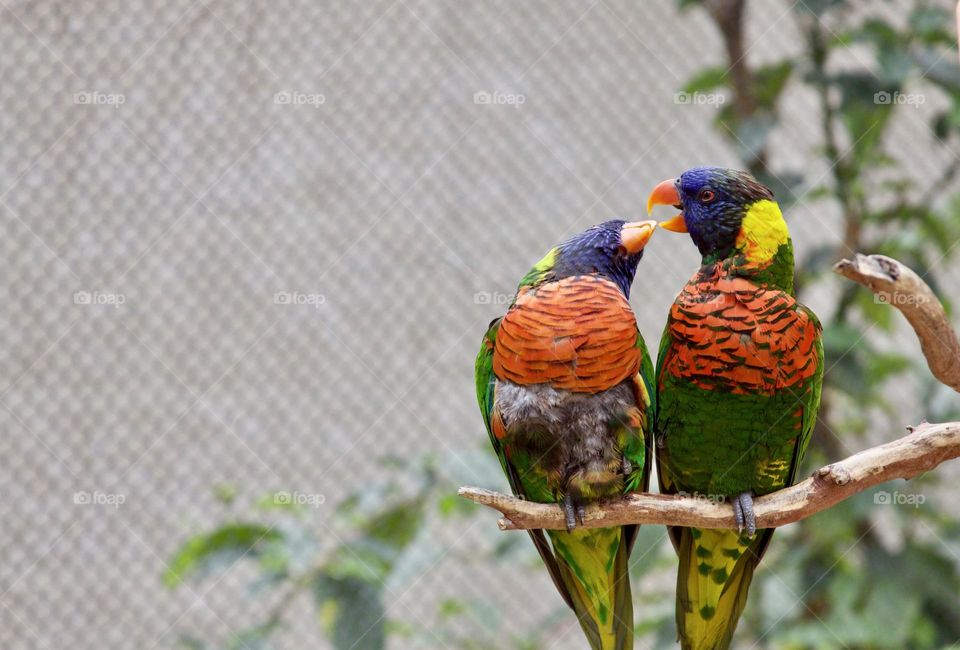 Rainbow Lorikeets