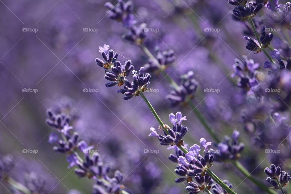 Close-up of lavender flowers