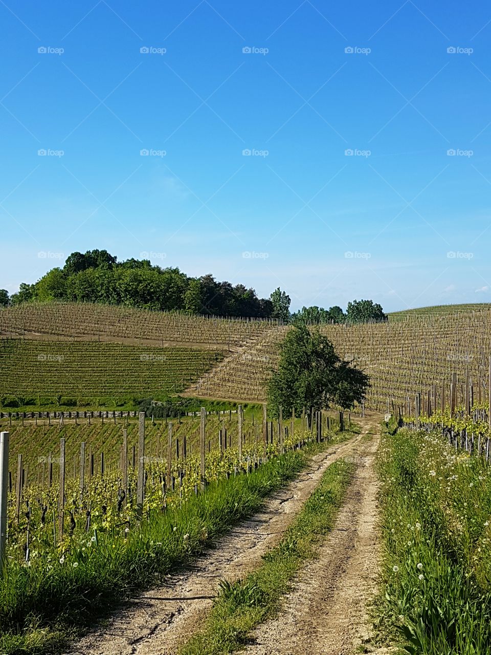Country lane among the italian vineyards in a sunny day