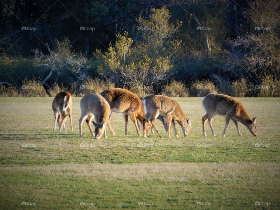 The Deer in the Field in Cape Henlopen State Park Delaware