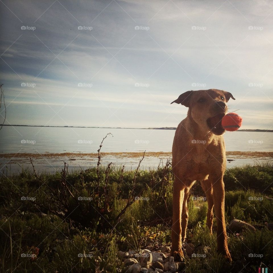 beach summer play dog by pellepelle