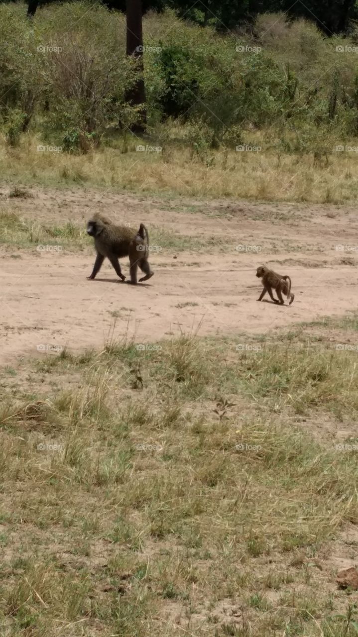 Mother and baby Kenyan baboon