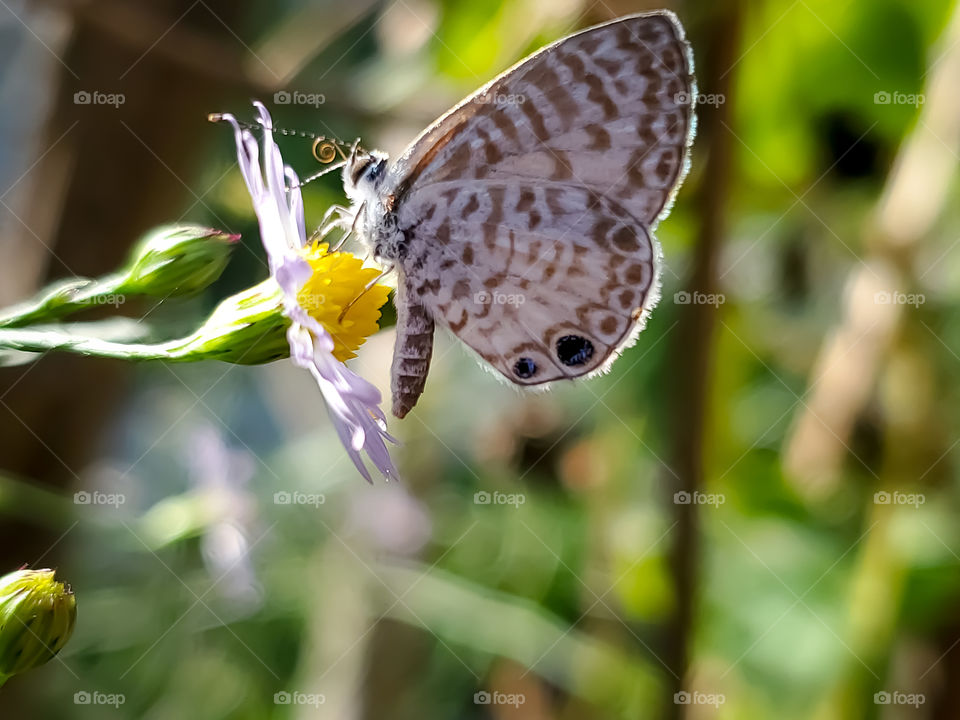 The beautiful extra small Cassie Blue Butterfly feeding on a small wildflower while being beautifully illuminated by morning sunlight.