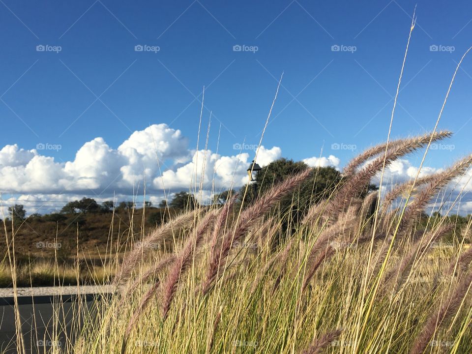 Grasses, trees and clouds