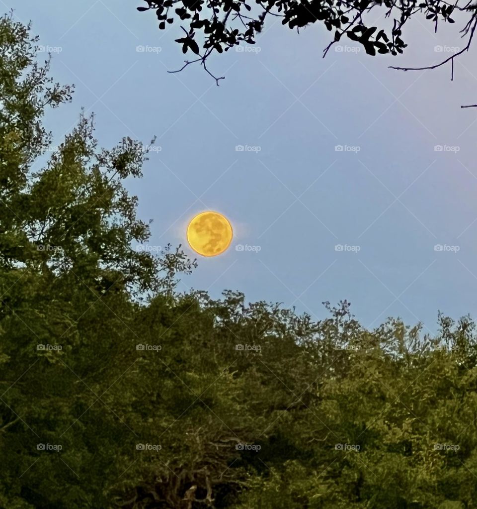 A very bright and full moon was still out this morning, going down against the live oaks, with the sun coming up!