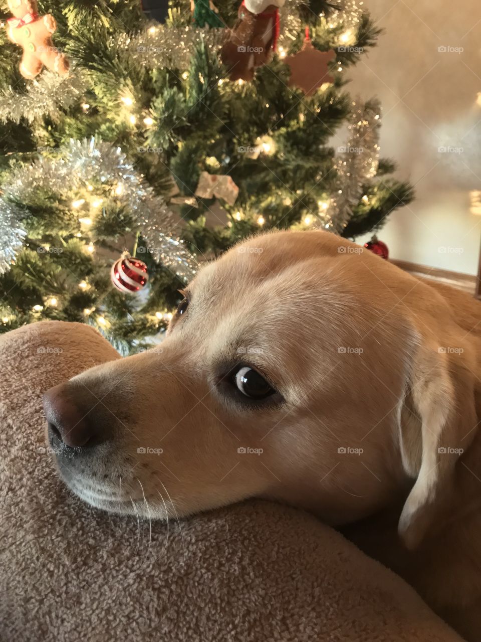 Yellow Labrador resting near the Christmas tree