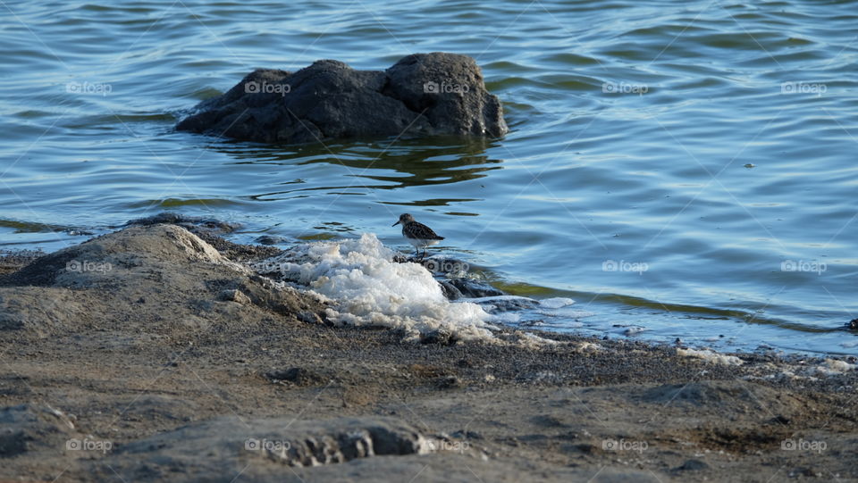 Birds near salt deposits