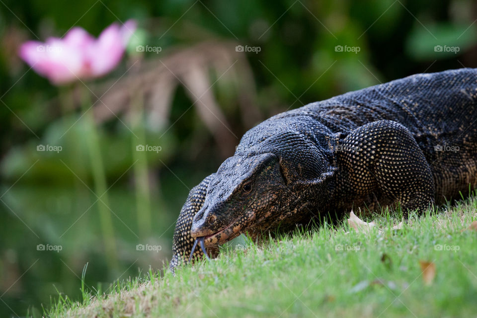 lizard spotted in a park in thailand