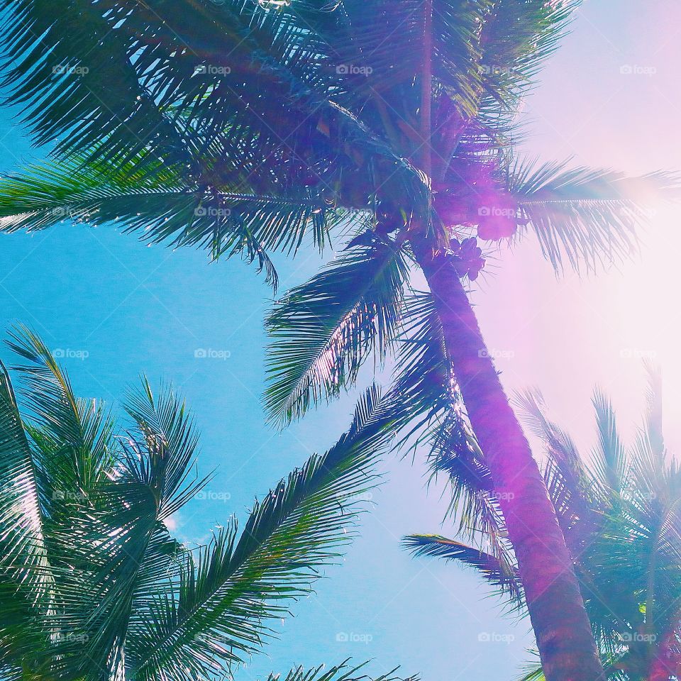 Palm trees & ocean breeze