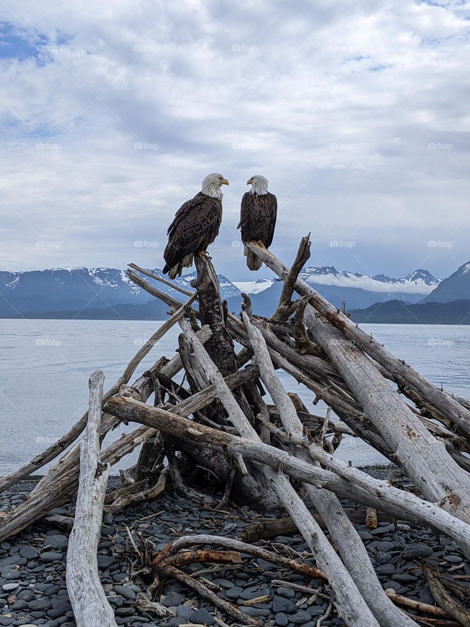 Eagles on seward Peninsula in Alaska