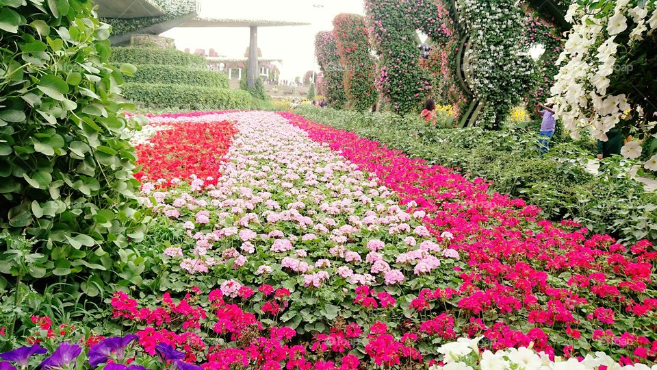 Colorful Flowers in Dubai Miracle Garden