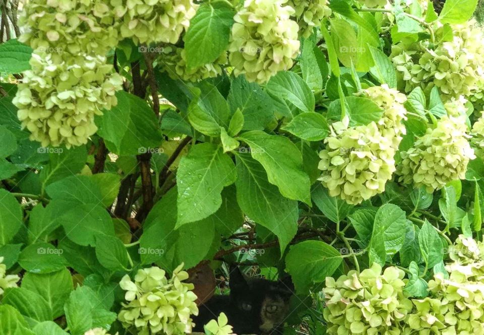 Cat hiding in the garden- find me if you can- meow