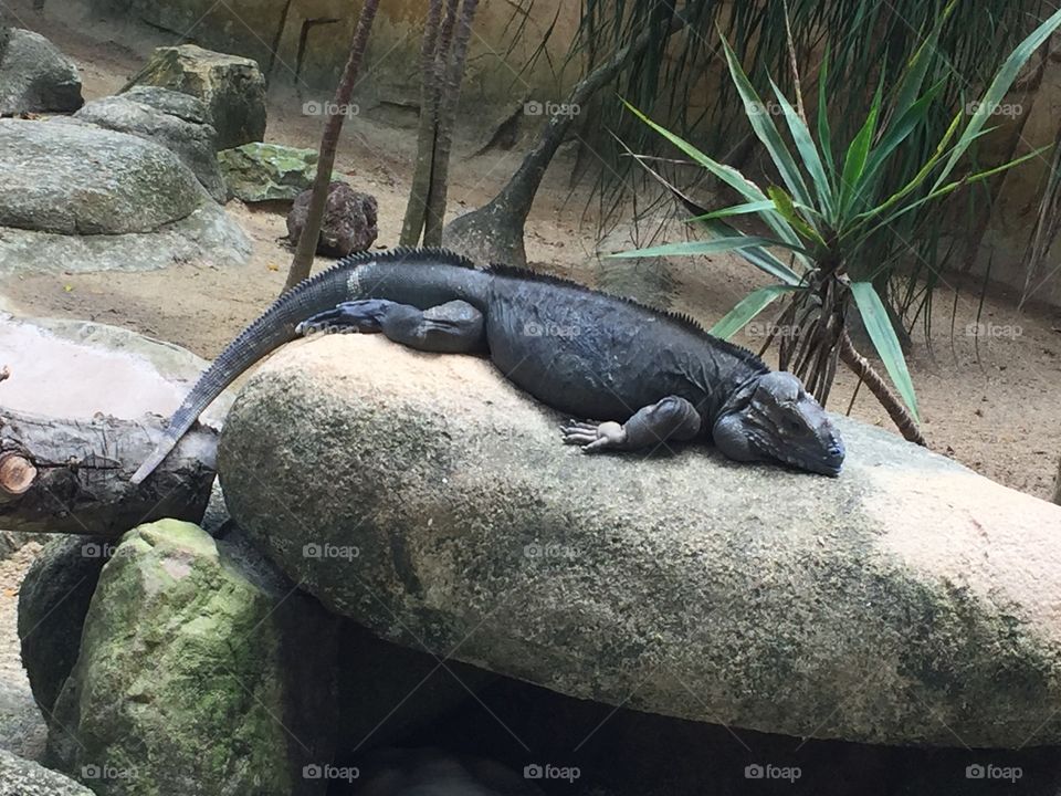 Iguana, Singapore Zoo