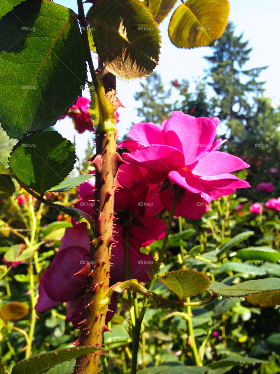 nature pink flower love by tibungla