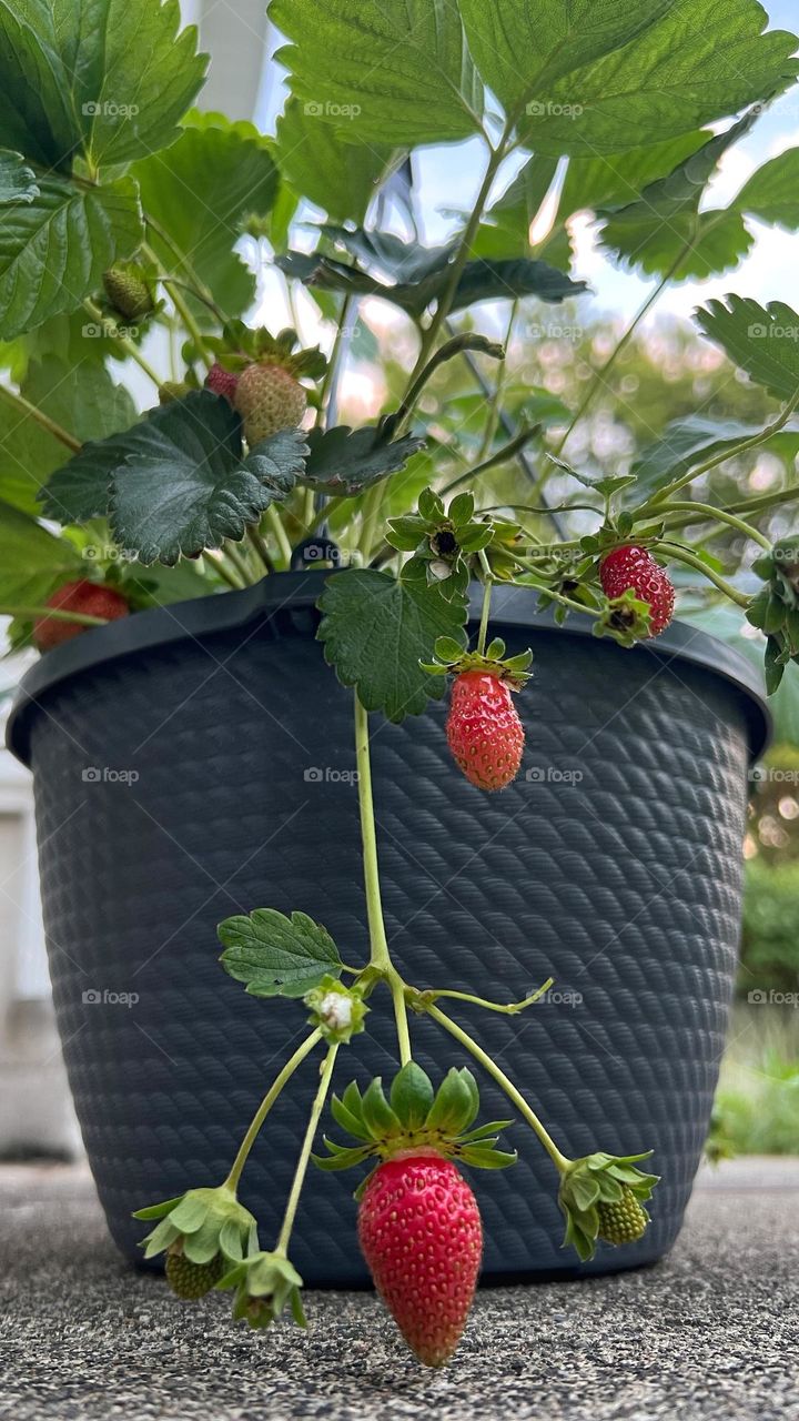 Growing strawberries in a container pots