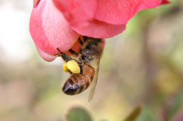 Bees