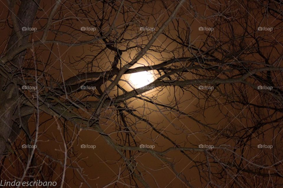 Moon through the tree branches